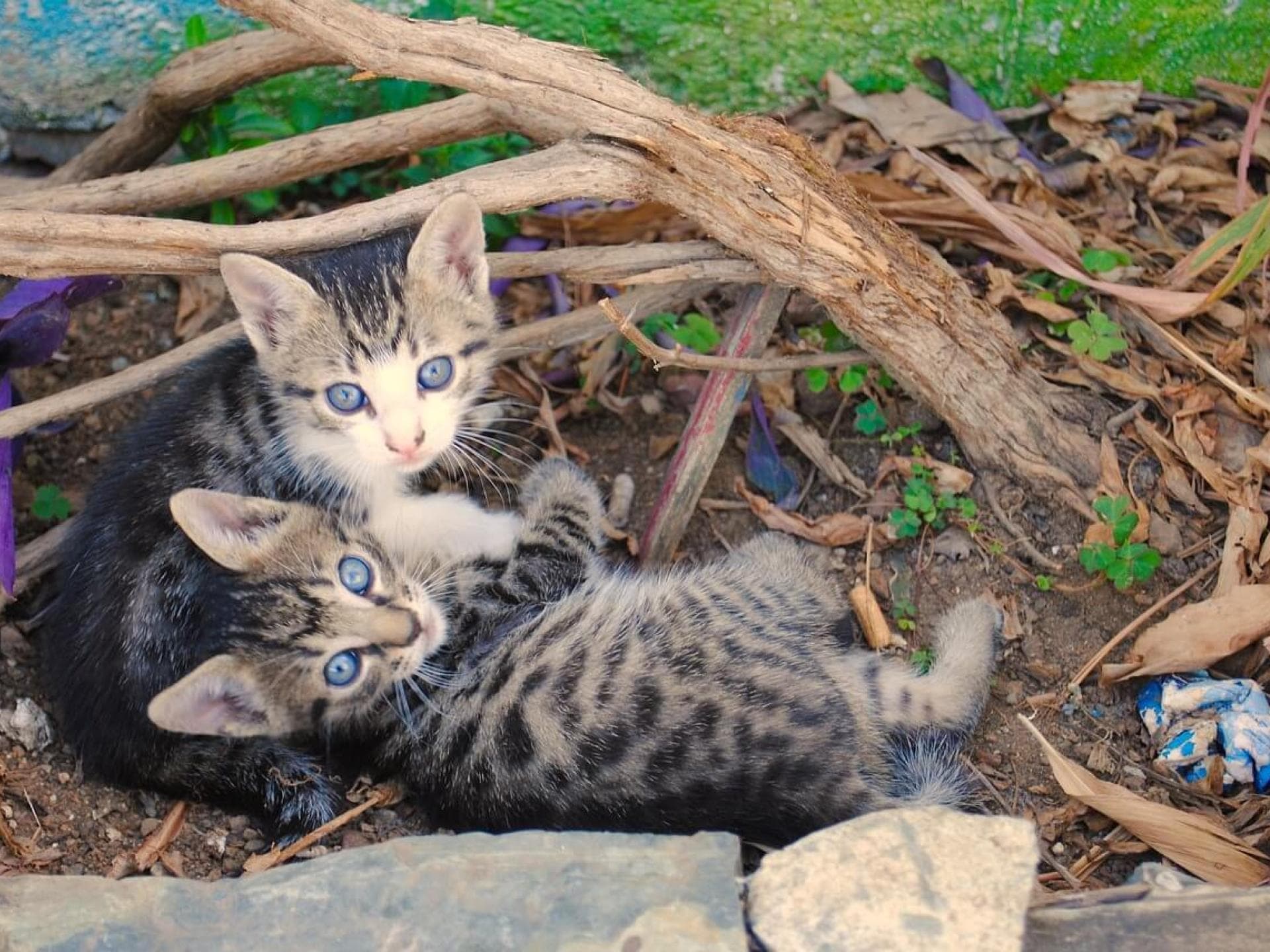 Gratis Grußkarten: süße Tierkinder-Motive versenden
